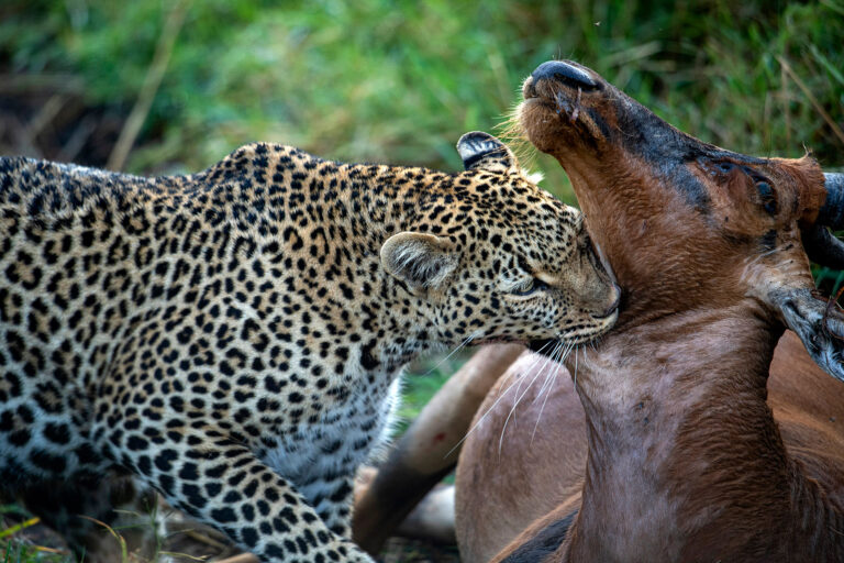 Kiss_Of_Death